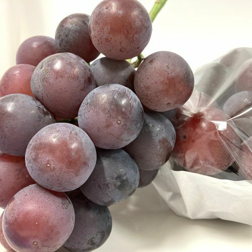 ニューピオーネ 1.5kg