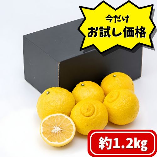 【お試し用】広島県 瀬戸田 もりの農園　はるか1.2㎏