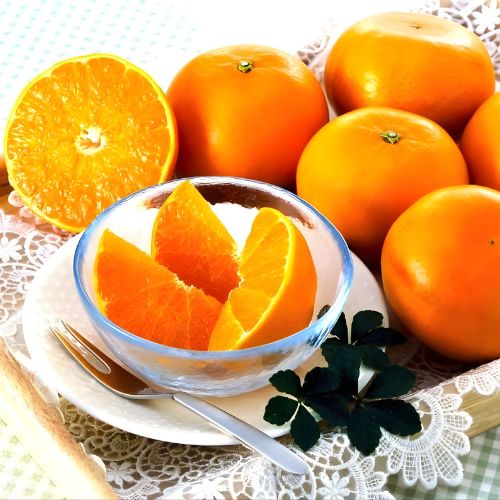 【ギフト】広島県瀬戸田　もりの農園　ハウスせとか1.5㎏