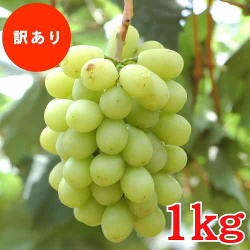 【数量限定】初夏のフルーツセット
