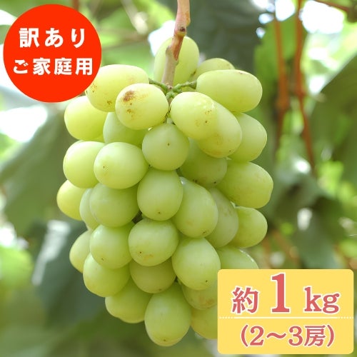 ご家庭用】シャインマスカット1㎏（2～3房） | くらしき桃子 公式